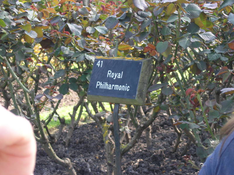 London, April 13-15th 2007: Meeting Sun Lim. Regent's Park: they have absurd names for roses.