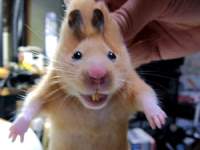 Nice things to do with your hamster